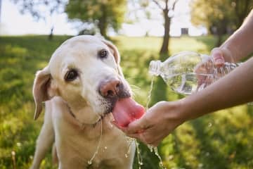Ako schladiť psa v lete? Chladiace podložky a iné riešenia