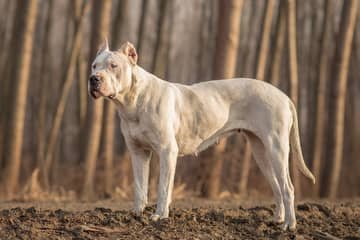 Argentínska doga