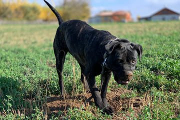 Bandog