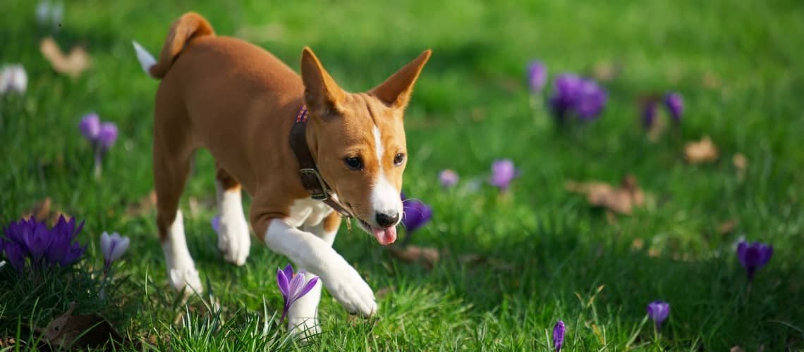 Basenji