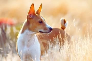 Basenji (basendži) – povaha, starostlivosť, výcvik, skúsenosti, choroby