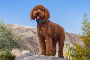 Labradoodle – povaha, starostlivosť, výcvik, skúsenosti, choroby