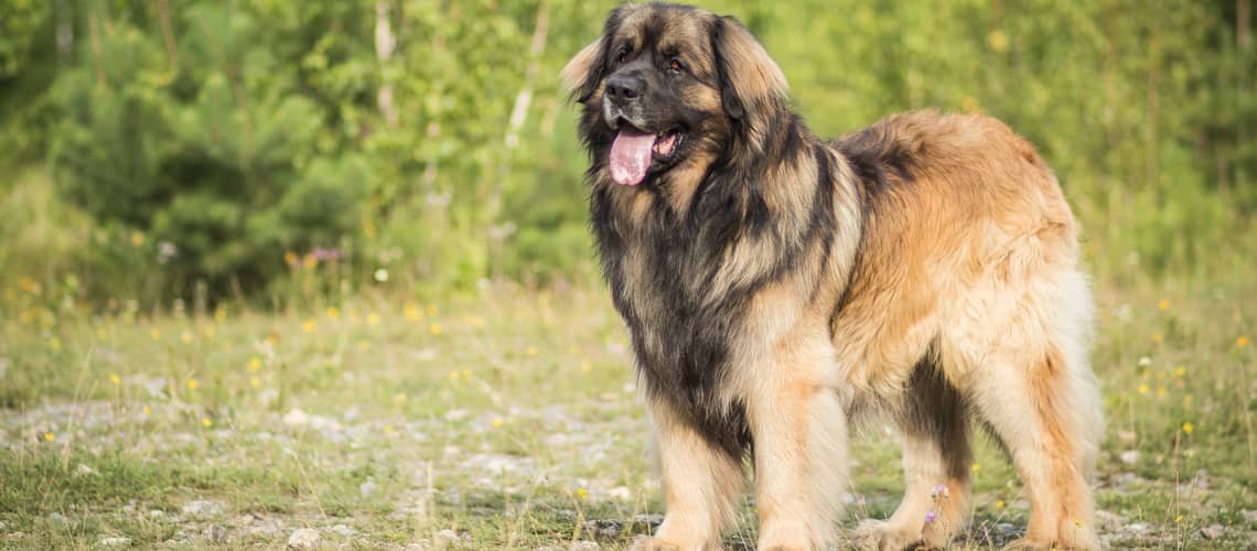 Leonberger