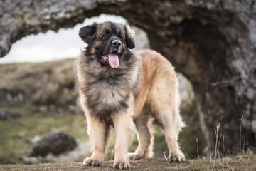 Leonberger – povaha, starostlivosť, výcvik, skúsenosti, choroby