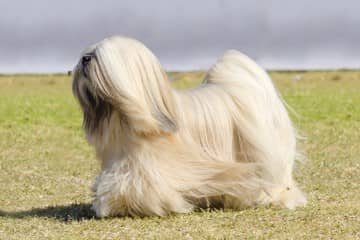 Lhasa Apso – povaha, starostlivosť, výcvik, skúsenosti, choroby