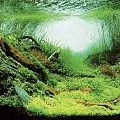 Aqua Nova pozadie XL rastliny / oceán 150 x 60 cm
