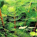 Ceratophyllum demersun - Rožkatec ponorený