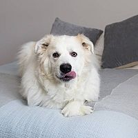 Pyrenejský horský pes na posteli