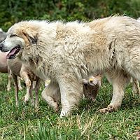 Pyrenejský horský pes pastiersky pes