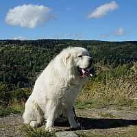 Pyrenejský horský pes povaha