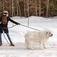 Pyrenejský horský pes prechádzka