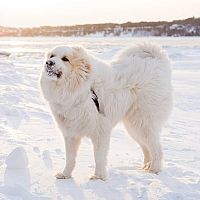 Pyrenejský horský pes v snehu