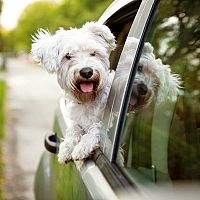 Maltézsky psík v aute