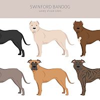 Bandog sfarbenie srsti