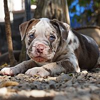 Bandog mesrle šteniatko