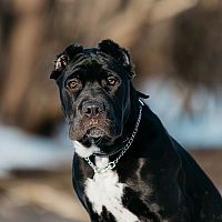 Bandog vzhľad