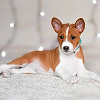 Basenji africký pes