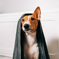 Basenji pes