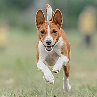 Basenji beh