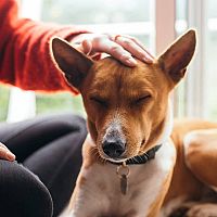 Basenji mojkanie