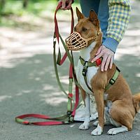 Basenji postroj