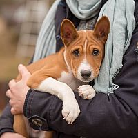 Basenji šteniatko