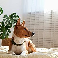 Basenji v pelechu