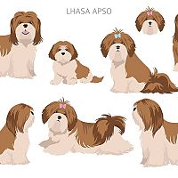 Lhasa Apso postoj