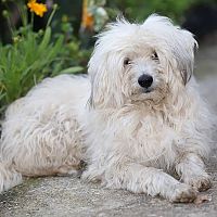 Lhasa Apso sfarbenie srsti