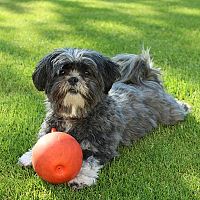 Lhasa Apso hra