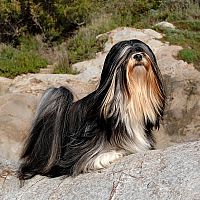 Lhasa Apso srsť