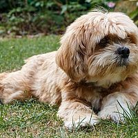 Lhasa Apso v tráve