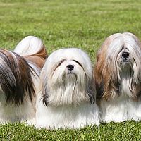 Lhasa Apso svorka