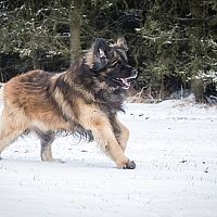 Leonberger beh