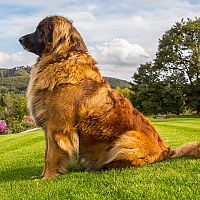 Leonberger postoj