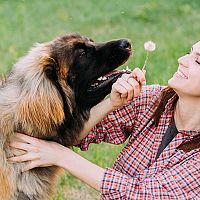 Leonberger povaha