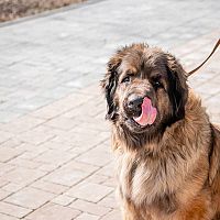 Leonberger prechádzka