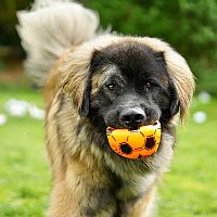 Leonberger skúsenosti