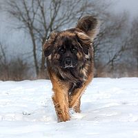 Leonberger srsť