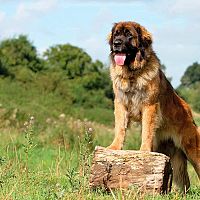 Leonberger v prírode