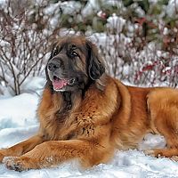 Leonberger v snehu