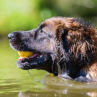 Leonberger voda