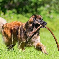 Leonberger hra