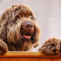 Labradoodle povaha