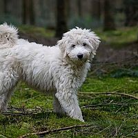 Labradoodle biely