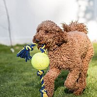 Labradoodle hra