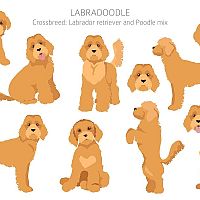 Labradoodle postoj