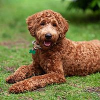 Labradoodle srsť