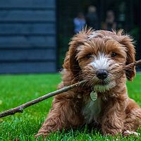 Labradoodle šteniatko