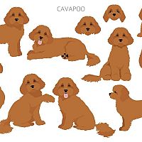 Cavapoo postoj